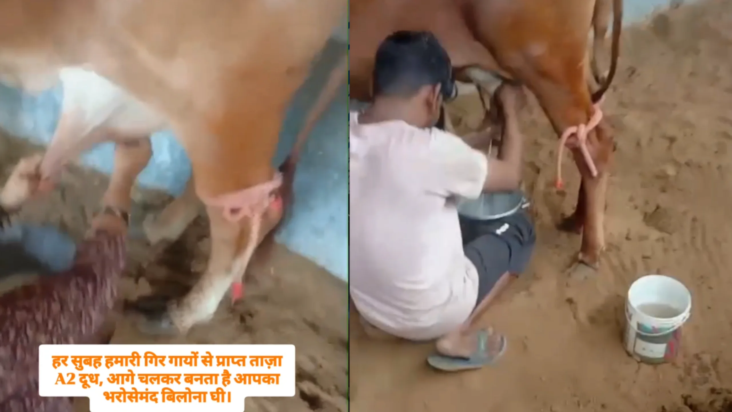 Fresh A2 milk collection from Gir cows at sunrise